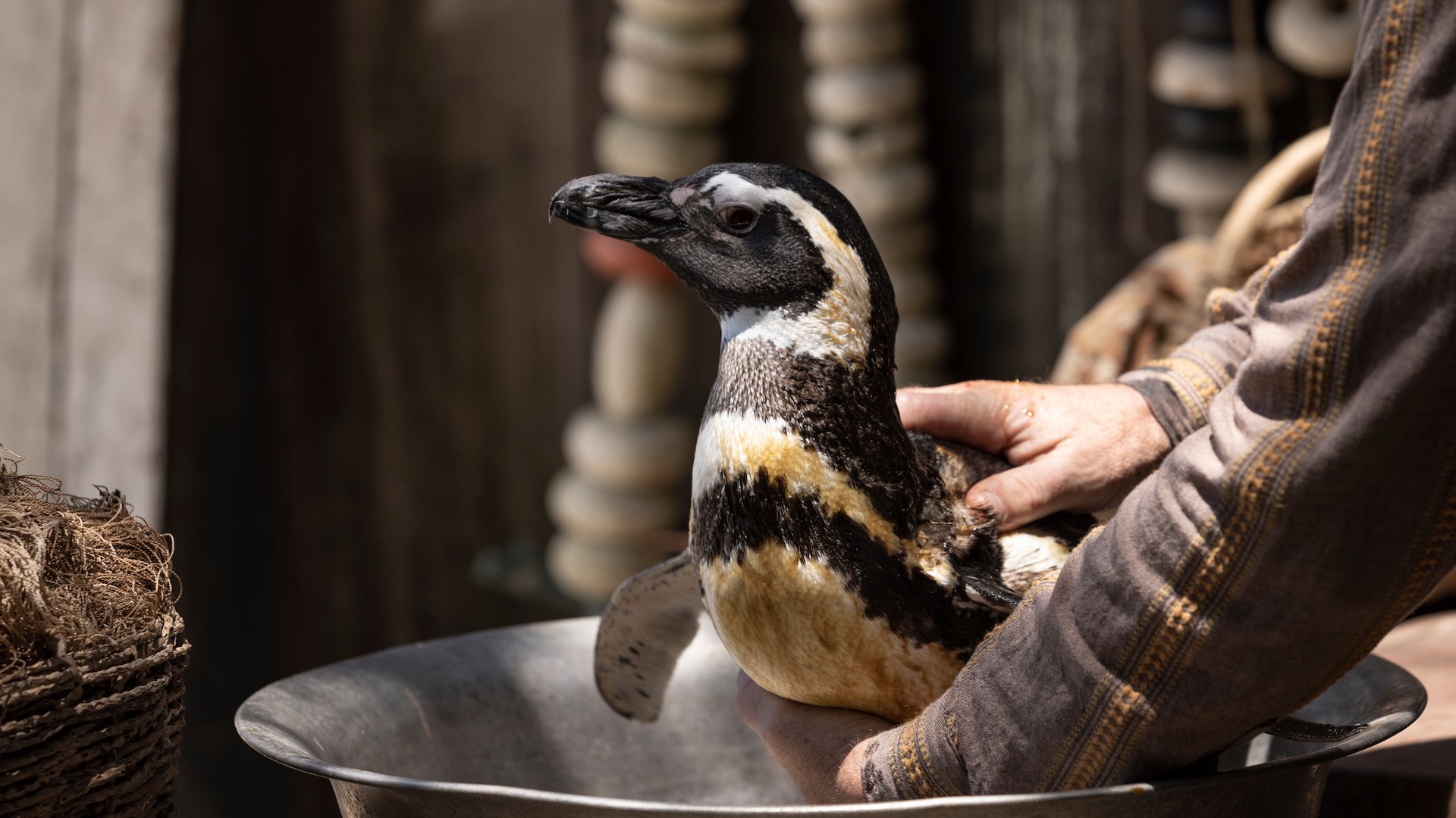 My Penguin Friend on Showmax